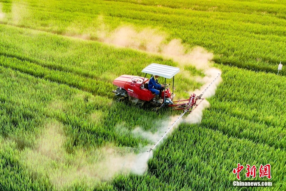 白露至 各地一片农忙景象